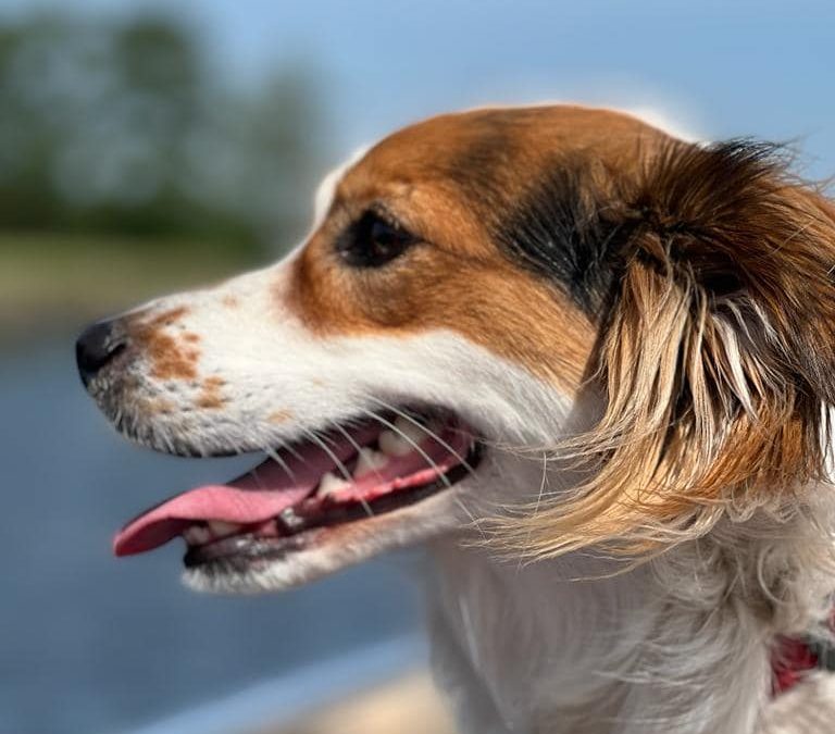 Het creëren van de Nieuwe Aarde