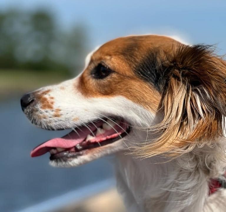 Het creëren van de Nieuwe Aarde