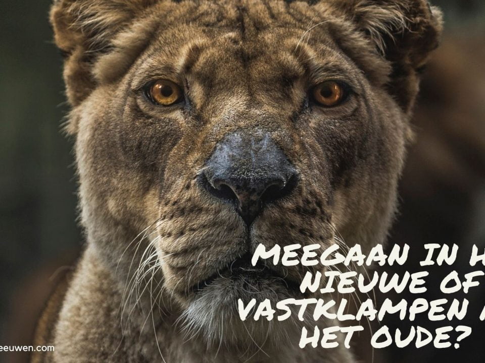meegaan in het nieuwe