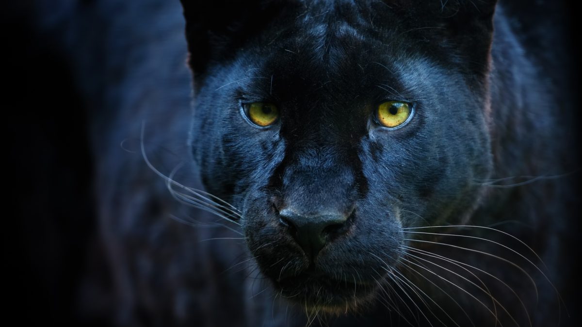 dieren in dromen
